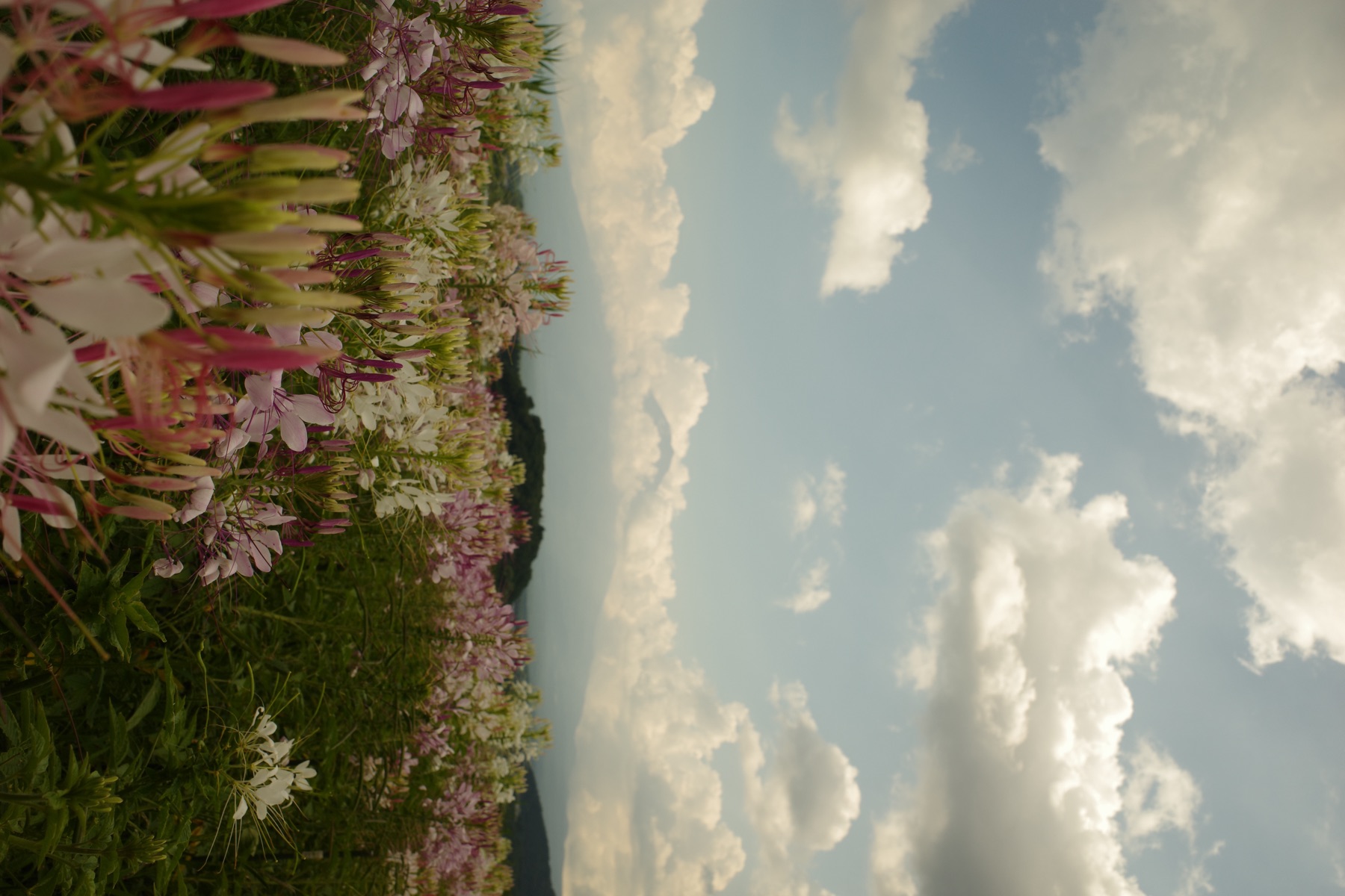 Wildflowers below Mount Fuji