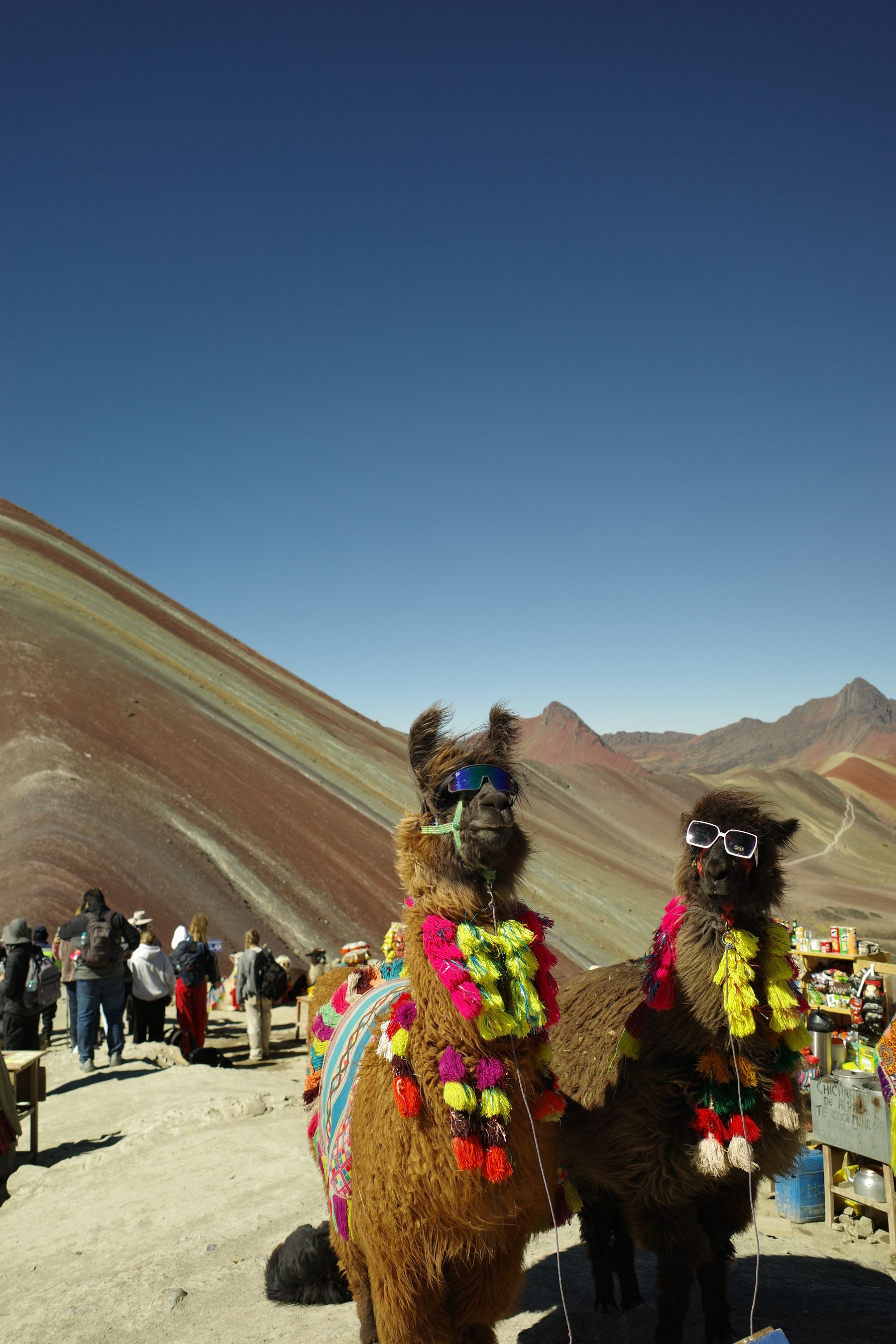 Llamas, Vinicunca